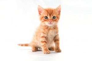 sad cat
